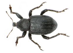 Hypera diversipunctata bl.jpg