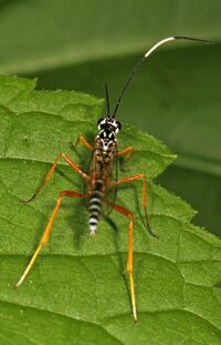 Ichneumon Wasp - Polycyrtus neglectus, Andelot Farm, Worton, Maryland.jpg