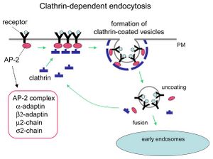 Mechanism of clathrin-mediated endocytosis.