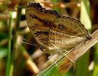 Junonia almana WSF UN by kadavoor.JPG