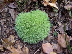 Leucobryum glaucum 2.jpg