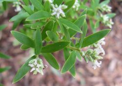 Leucopogon spathaceus 1.jpg