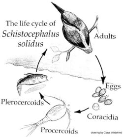 Life cycle of Schistocephalus solidus.jpg