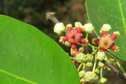 Lophopetalum wightianum flowers at Makutta (1).jpg