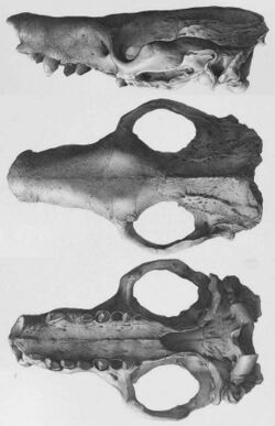 Macroeuphractus skull.jpg