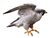 Male Peregrine Falcon (7172188034) white background.jpg