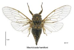 Maoricicada hamiltoni female.jpg