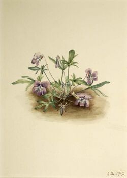 Mary Vaux Walcott - Southern Coast Violet (Viola septemloba) - 1970.355.480 - Smithsonian American Art Museum.jpg