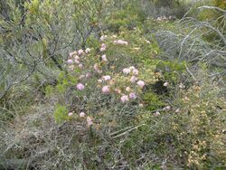 Melaleuca carrii (habit).JPG