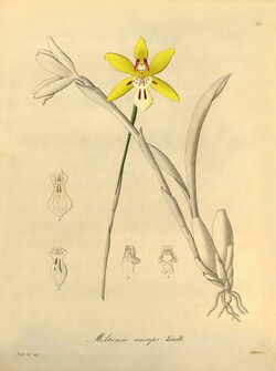 Miltonia flava (as Miltonia anceps) - Xenia vol 1 pl 21 (1858).jpg