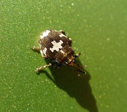 Mogulones species . Curculionidae - Flickr - gailhampshire.jpg