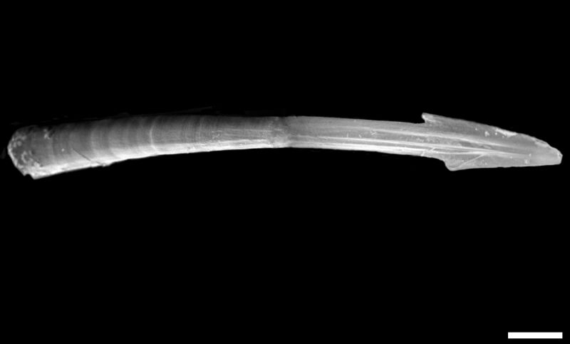 File:Monachoides vicinus dart lateral.jpg