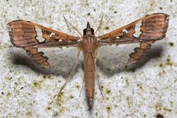 Mung bean moth (Maruca vitrata).jpg