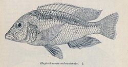 Mylochromis melanotaenia.jpg