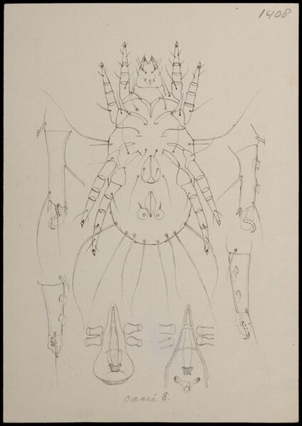 File:Naturalis Biodiversity Center - RMNH.ART.1709 - Tyroglyphus casei (Oudemans) - Mites - Collection Anthonie Cornelis Oudemans.jpeg