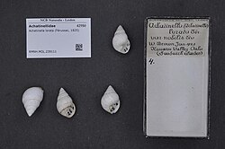 Naturalis Biodiversity Center - RMNH.MOL.239111 - Achatinella lorata (Férussac, 1825) - Achatinellidae - Mollusc shell.jpeg