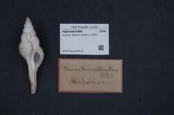 Naturalis Biodiversity Center - ZMA.MOLL.355476 - Fusinus dilectus (Adams, 1856) - Fasciolariidae - Mollusc shell.jpeg
