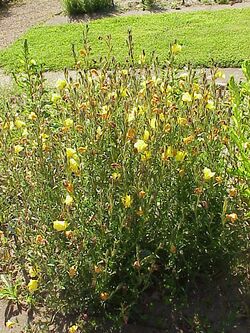 Oenothera odorata0.jpg