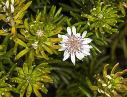 Olearia ballii (mountain daisy) (14240373994).jpg