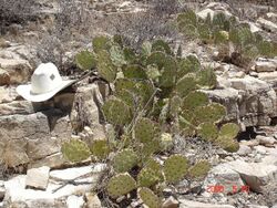 Opuntia dulcis, New Mexico.jpg