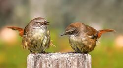 Pair of scrub wrens444.jpg