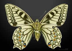 Papilio hospiton MHNT CUT 2013 3 10 Bigorno male Ventral.jpg
