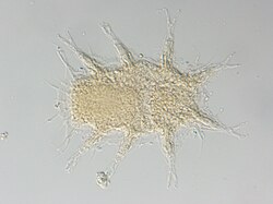 Paradoxipus orzeliscoides Paratype (2).tif