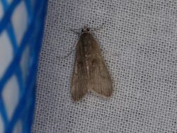 Parapoynx maculalis (20072959374).jpg