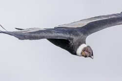 Peru - Colca Canyon - Andean condor (Vultur gryphus) 01.jpg