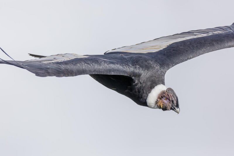 File:Peru - Colca Canyon - Andean condor (Vultur gryphus) 01.jpg