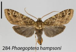 Phaegoptera hampsoni, from the Ecuadorian Andes. Scale bar 1cm.png