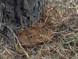 Phellinus gilvus.jpg