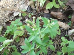 Piqueria trinervia-2-xavier cottage-yercaud-salem-India.JPG