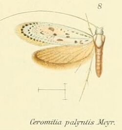 Pl.2-08-Ceromitia palyntis Meyrick 1908.JPG