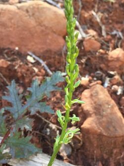 Platanthera Leptopetala flower.jpg