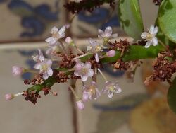 Portulacaria afra-flowers-1.JPG