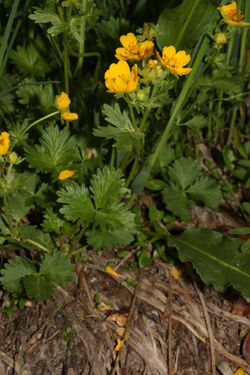 Potentilla flabellifolia 1128.JPG