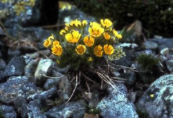 Potentilla robbinsiana 01.jpg