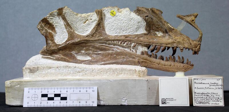 File:Proceratosaurus holotype skull.jpg