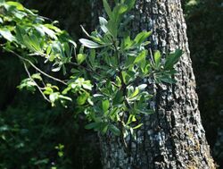 Pyrus elaeagnifolia 1.jpg