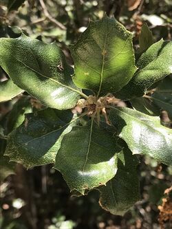 Quercus Invaginata.jpg