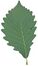 Quercus montana leaf white background.jpg