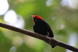 Red-headed manakin (Pipra rubrocapilla) male.JPG