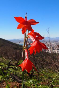 Rooi Afrikaner Gladiolus watsonius.jpg