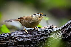 Rusty-capped Fulvetta 0A2A2132.jpg