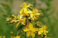 Saint John's wort flowers.jpg