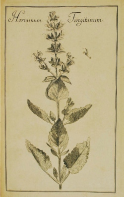 Salvia tingitana Rivinus.png