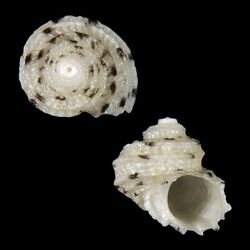 Seashell Vaceuchelus entienzai.jpg