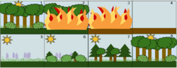Secondary Succession.png