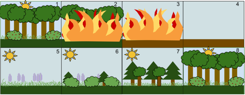 File:Secondary Succession.png